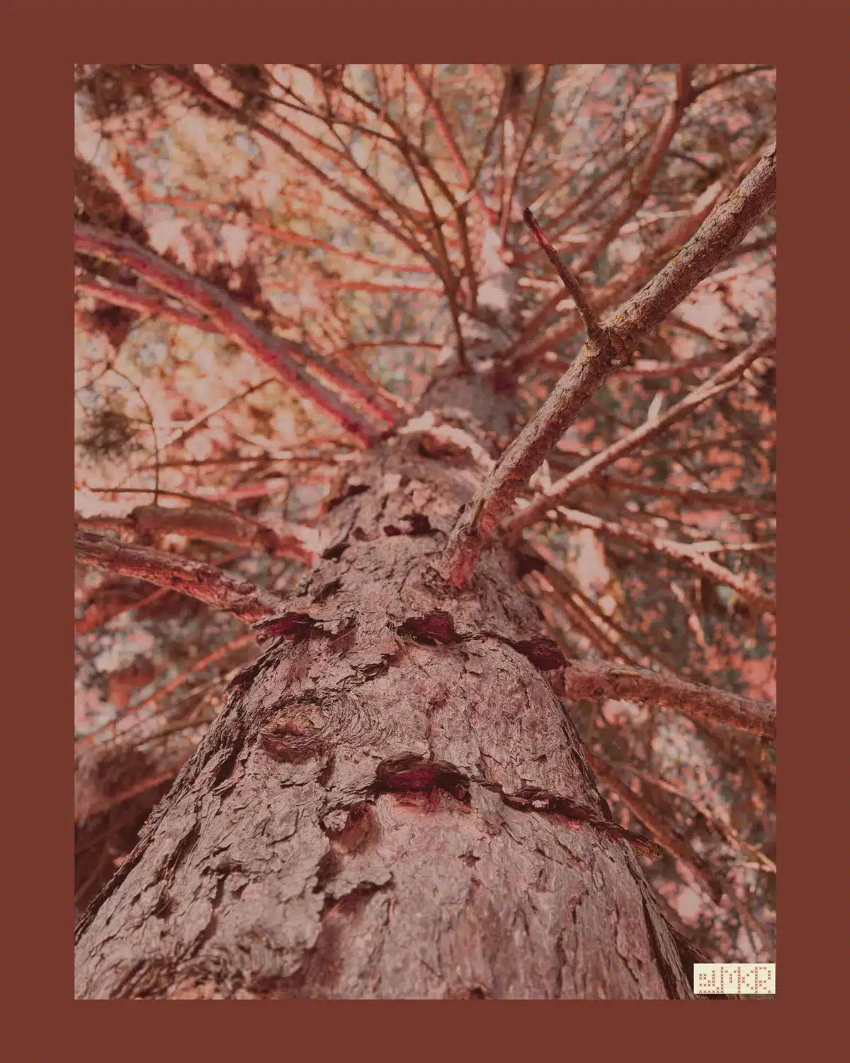 a tree trunk and branches