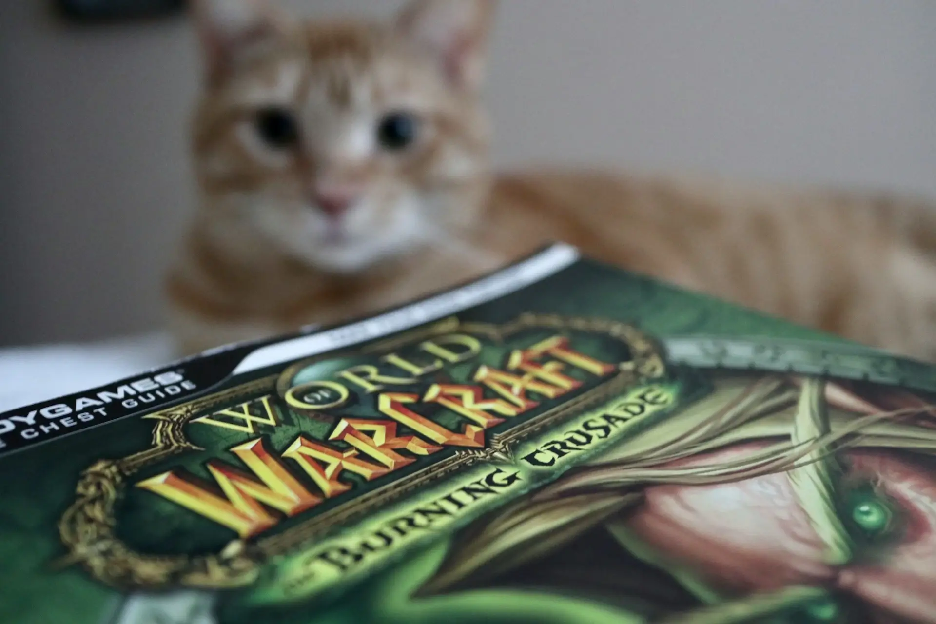 A World of Warcraft Strategy Guide and a Cat