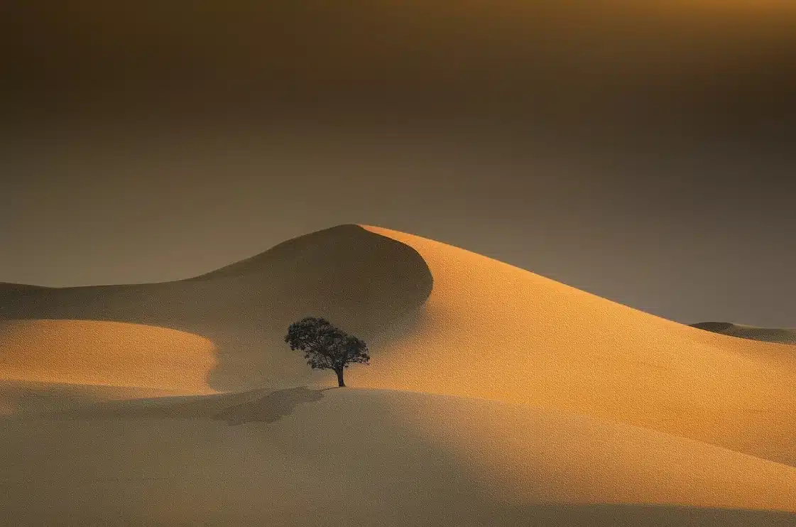 Tea in the Sahara Song Art, Dunes With a Tree